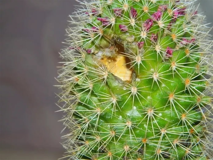ravageurs des cactus