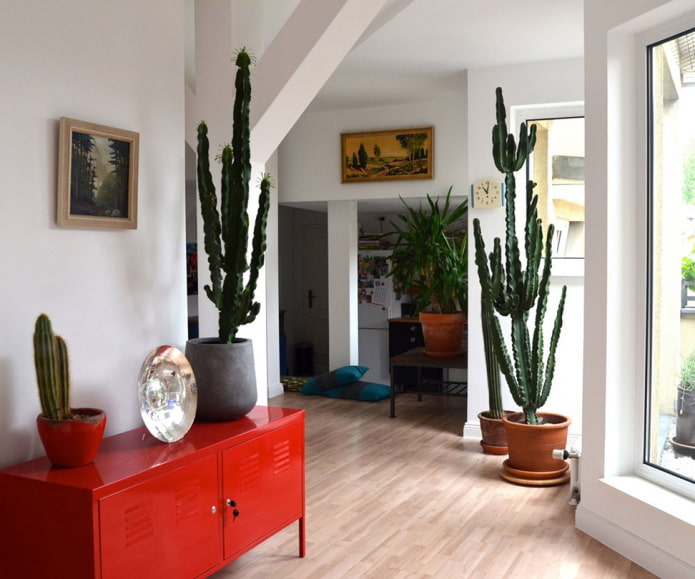 veľké kaktusy v interiéri