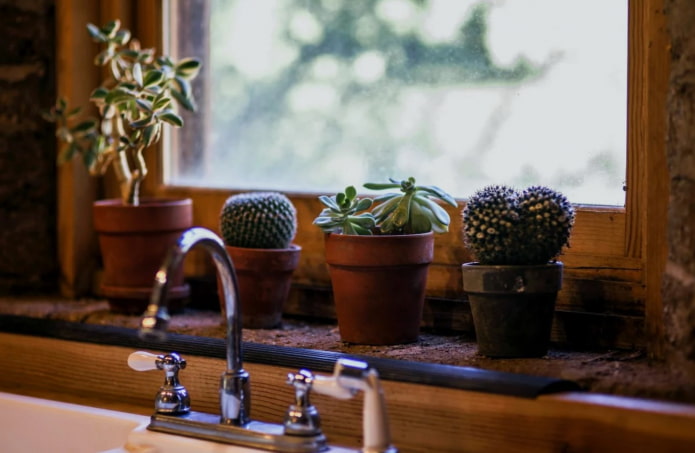 kaktusy v kuchyni