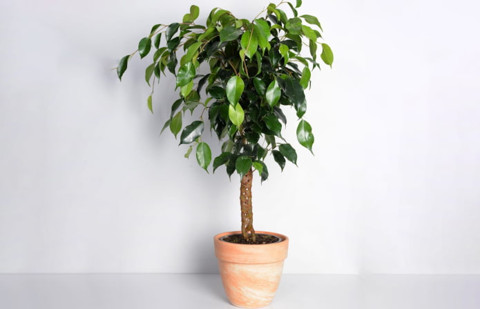 Ficus πλεξίδα