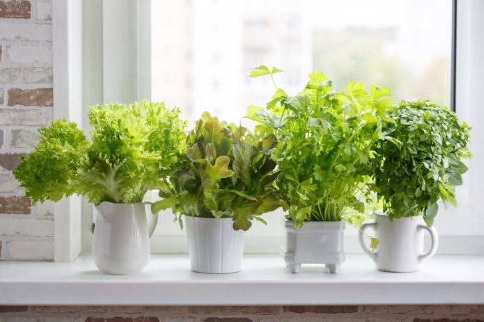 hvordan man dyrker salat