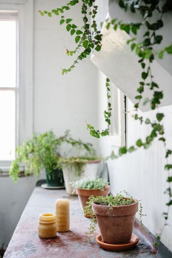 Planten in keramische potten
