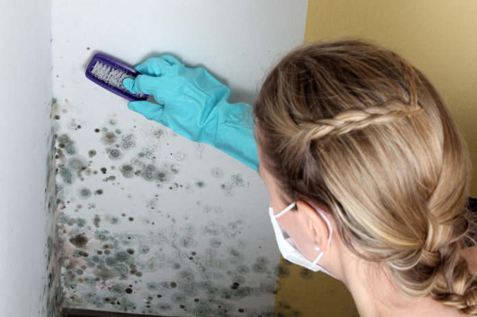 rens væggene for skimmelsvamp