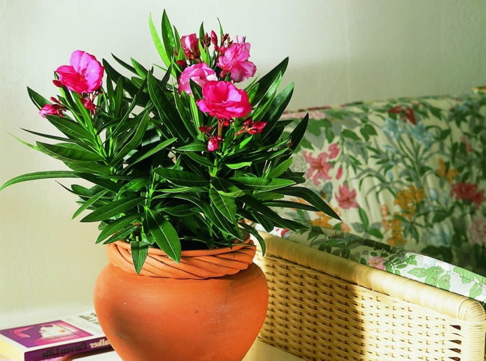 Oleander almindelig