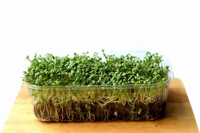 trồng microgreen trong lòng đất