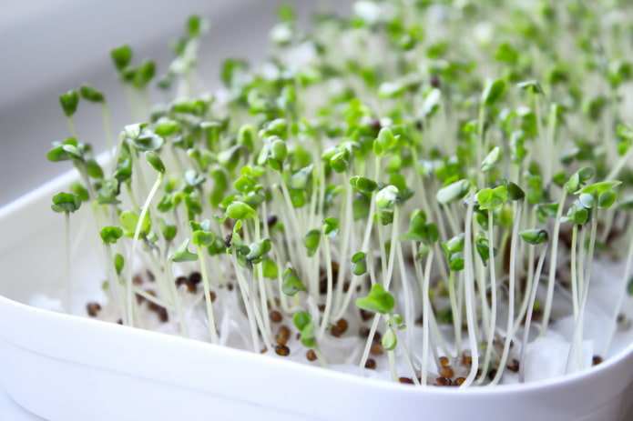 hvordan man dyrker mikrogrøntsager