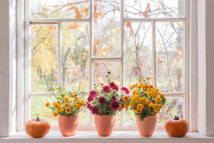 פרחים על אדן החלון
