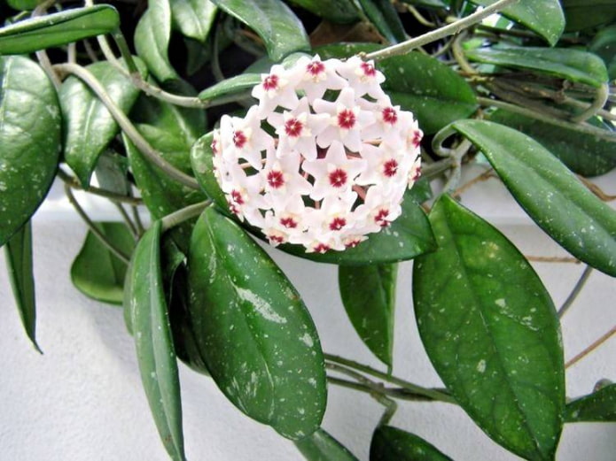 Hoya carnoso
