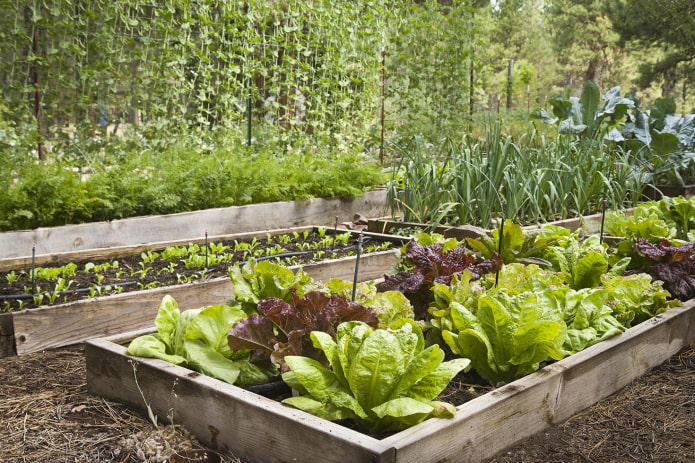 cách trồng rau xanh trong vườn