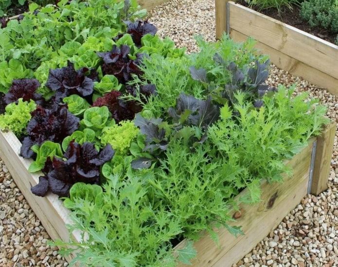 puutarha salaatti