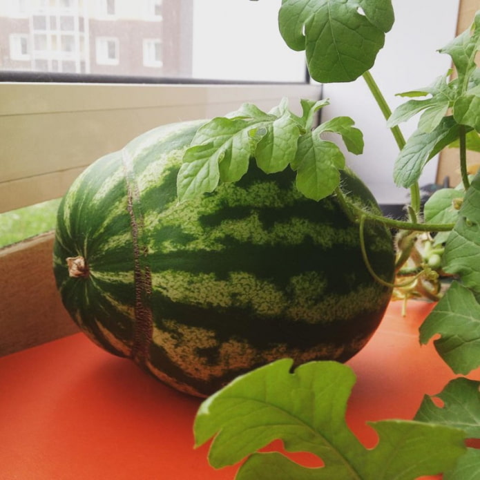 watermeloen op de vensterbank