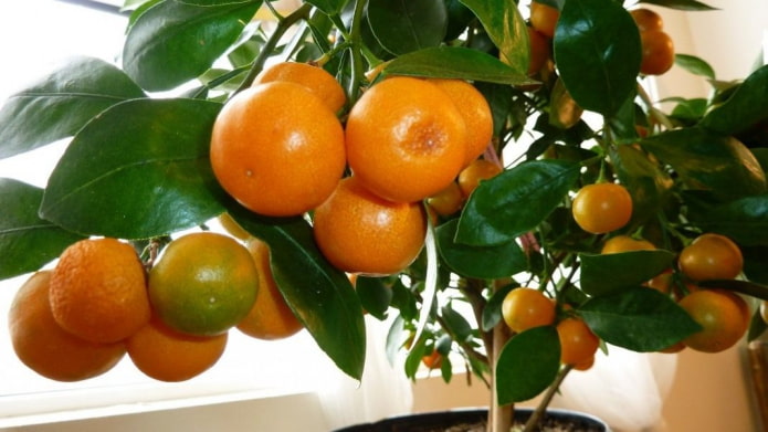 mandarinas