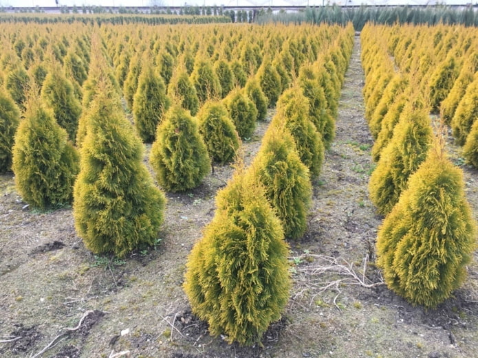 thuja with golden crown