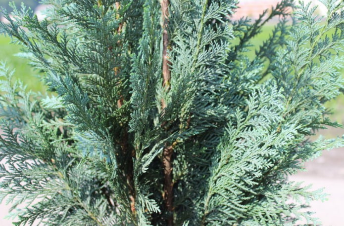 thuja with blue crown
