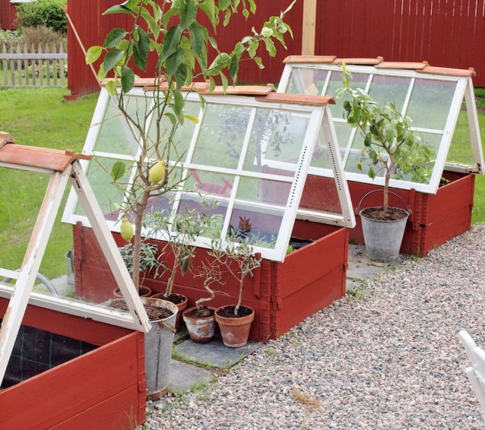 Mga mini greenhouse