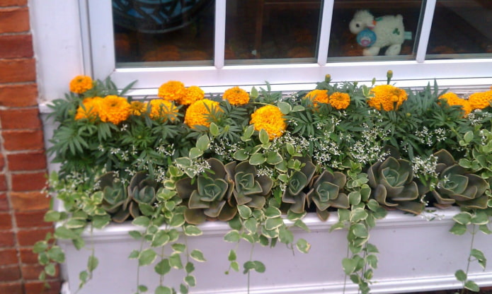 pat de flori pe balcon