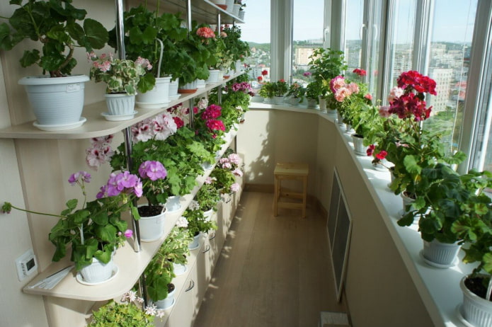 étagères pour fleurs sur le balcon