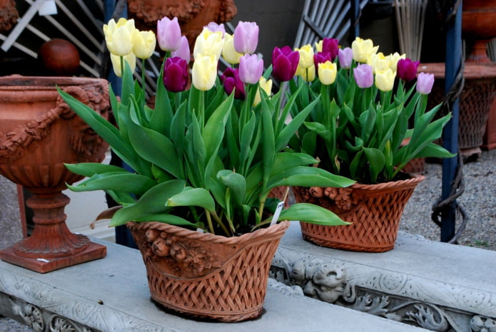 com cultivar tulipes a casa