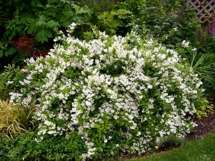 krūms ar baltiem ziediem