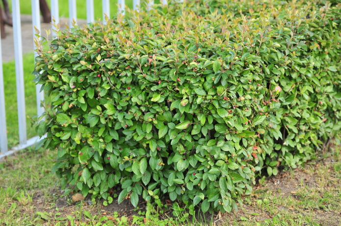 what does a cotoneaster look like