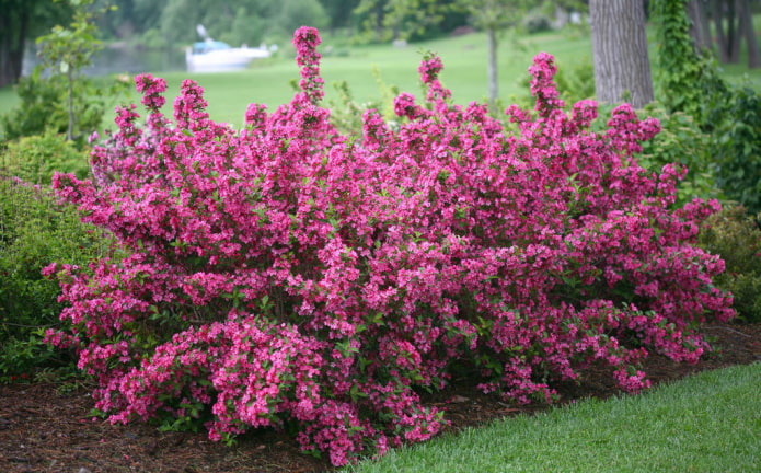 flowering weigela pink