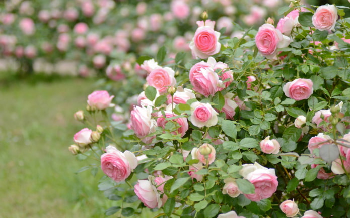 cespuglio di rose in giardino