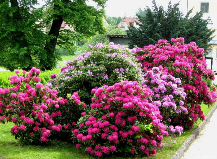 tempat menanam rhododendron