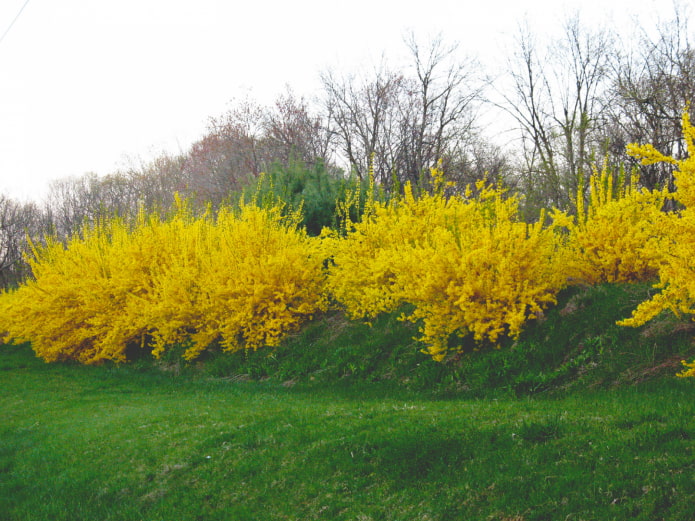 how forsythia blooms