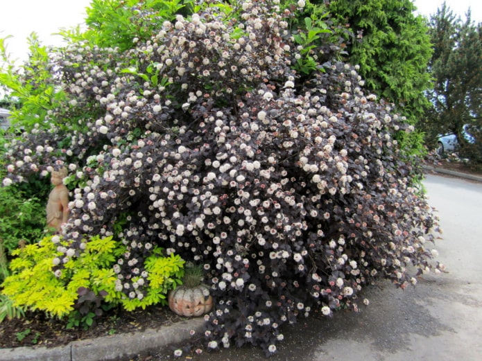 unpretentious shrub