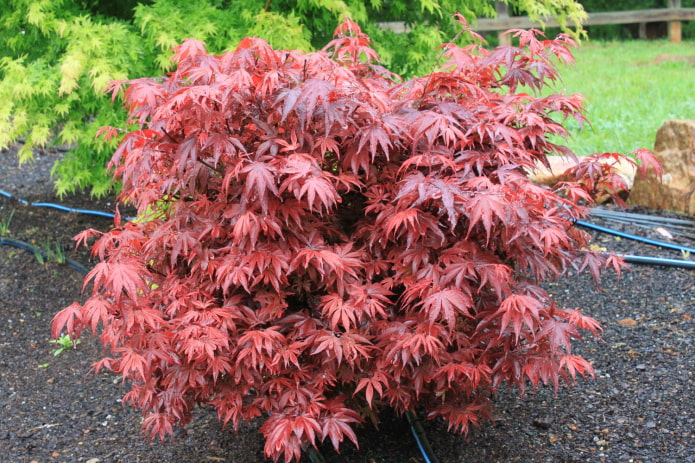 what does japanese maple look like