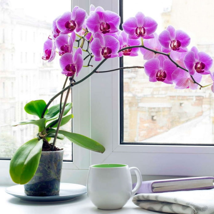 Phalaenopsis orchidėja
