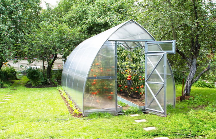 drivhus med tomater i landet