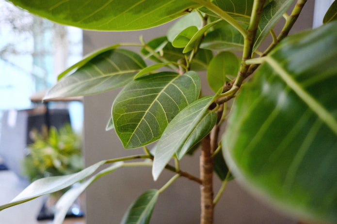 Ficus trong nhà Bengal