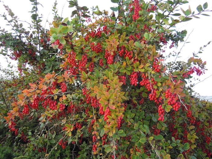 berries on a branch of barberry