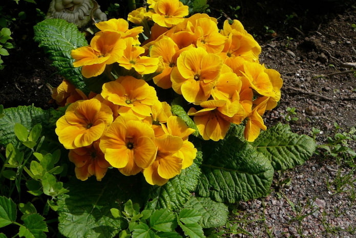 pierwiosnek z żółtymi kwiatami