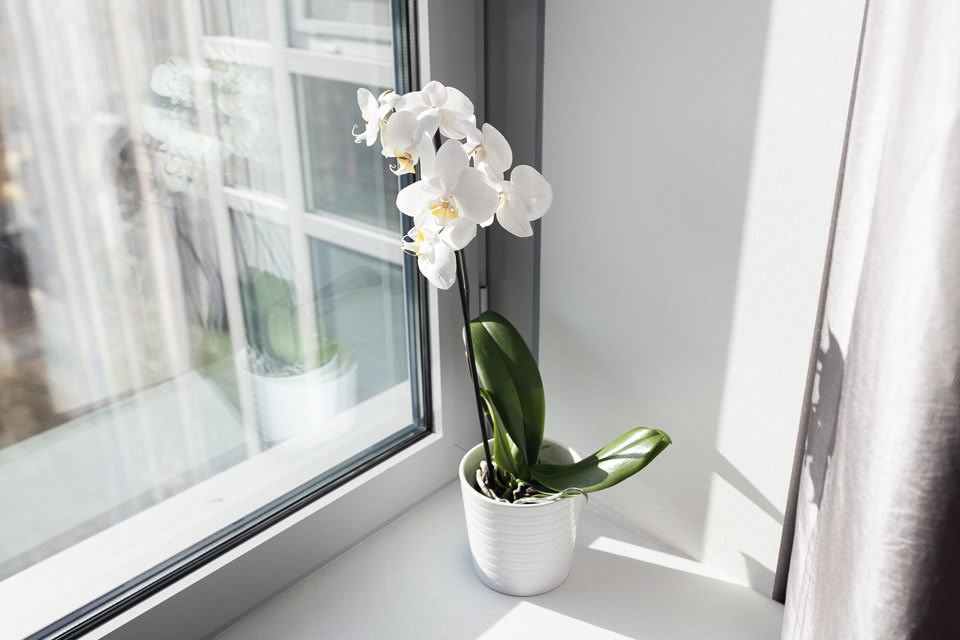 orkidé i designet af en lejlighed på 64 kvm. m.
