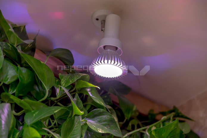 תאורה של צמחים חיים על הקירות בחלק הפנימי של חדר הרחצה