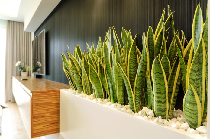 15 af de nemmeste indendørs planter at passe på
