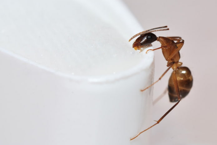 10 choses qui attirent les insectes