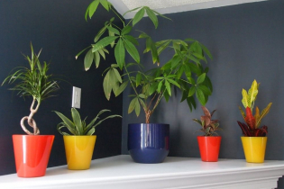 Tieňomilné izbové rastliny