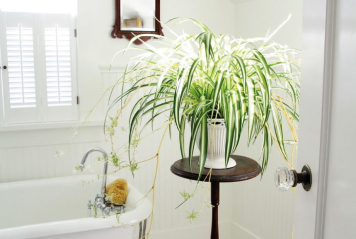 Kokius augalus pasirinkti vonios kambariui?