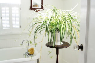 Kādus augus izvēlēties vannas istabai?