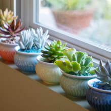 Succulents: jenis dan ciri menjaga di rumah-1