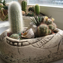 Domácí kaktusy-3