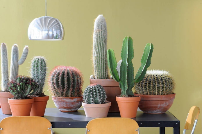 Thuis cactussen
