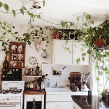 Millaisia ​​kasveja voin käyttää keittiössä?