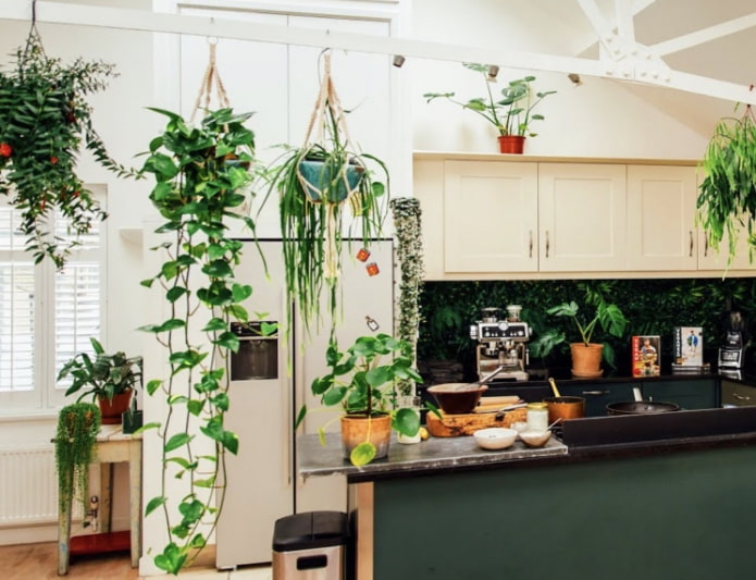 Mitä kasveja voit käyttää keittiössäsi?