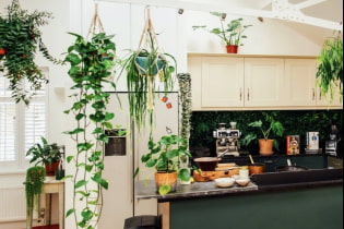 ما هي النباتات التي يمكنك استخدامها في مطبخك؟