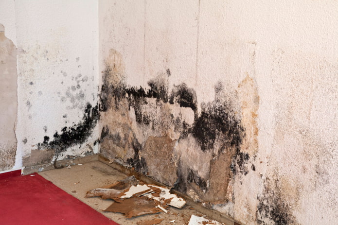 Comment se débarrasser de la moisissure sur les murs?