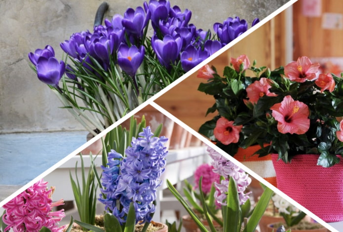 Mitkä huonekasvit kukkivat kauniisti eivätkä vaadi paljon huomiota?
